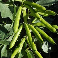 Beans - Broad